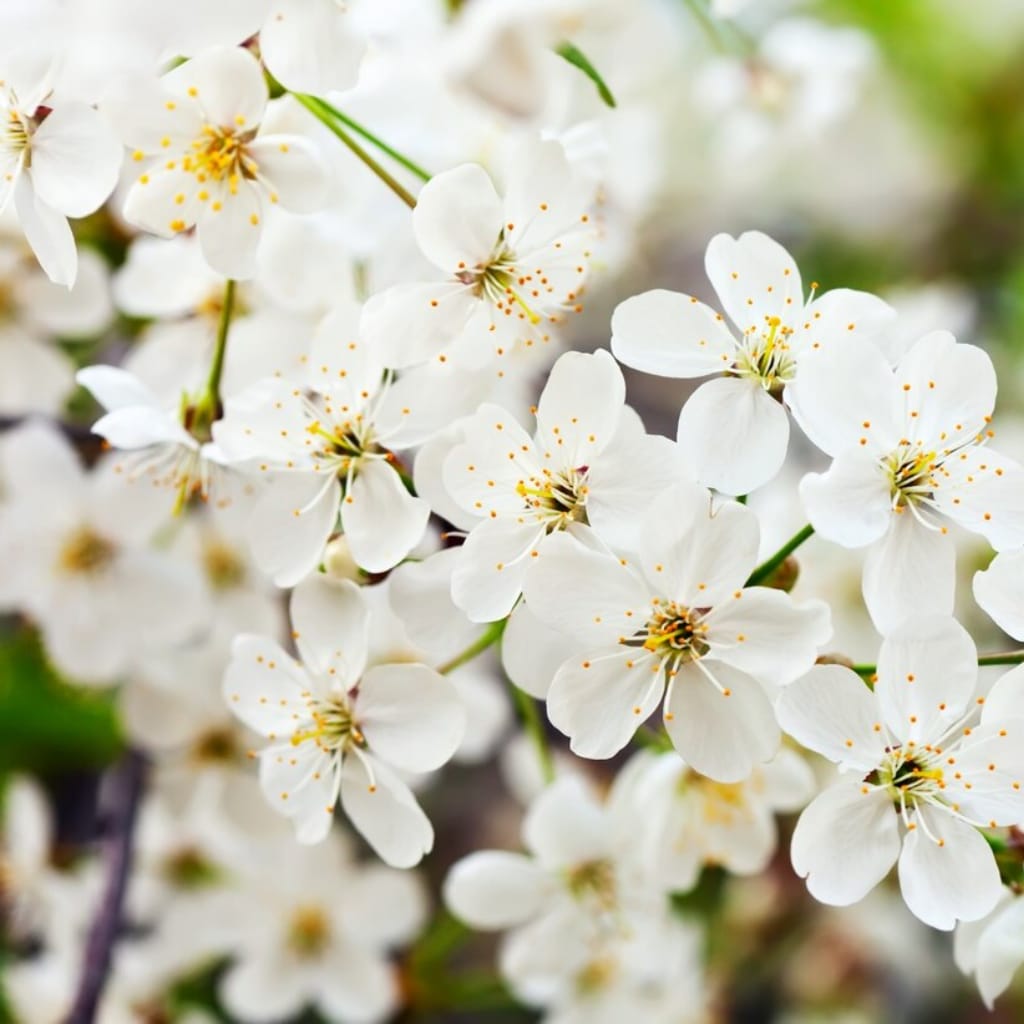 Jasmine Reed Diffuser