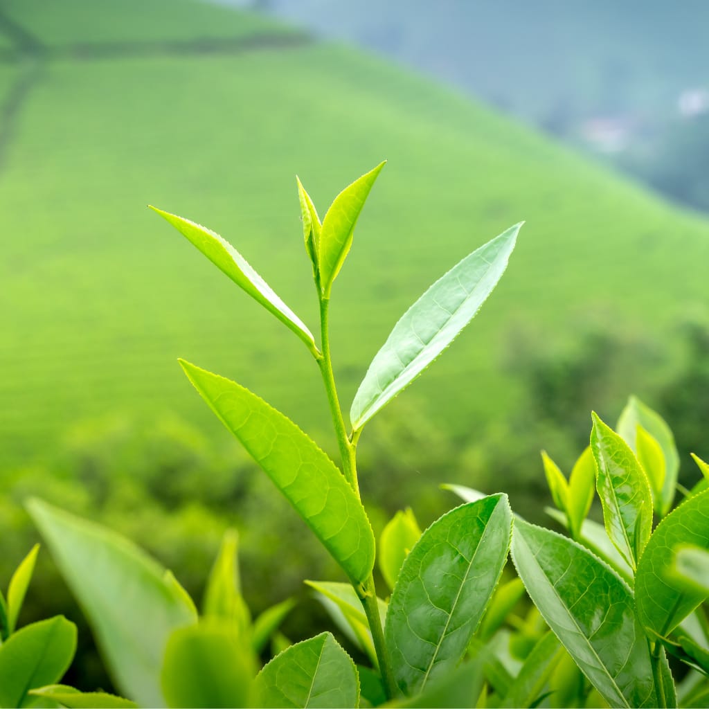 Green Tea Reed Diffuser
